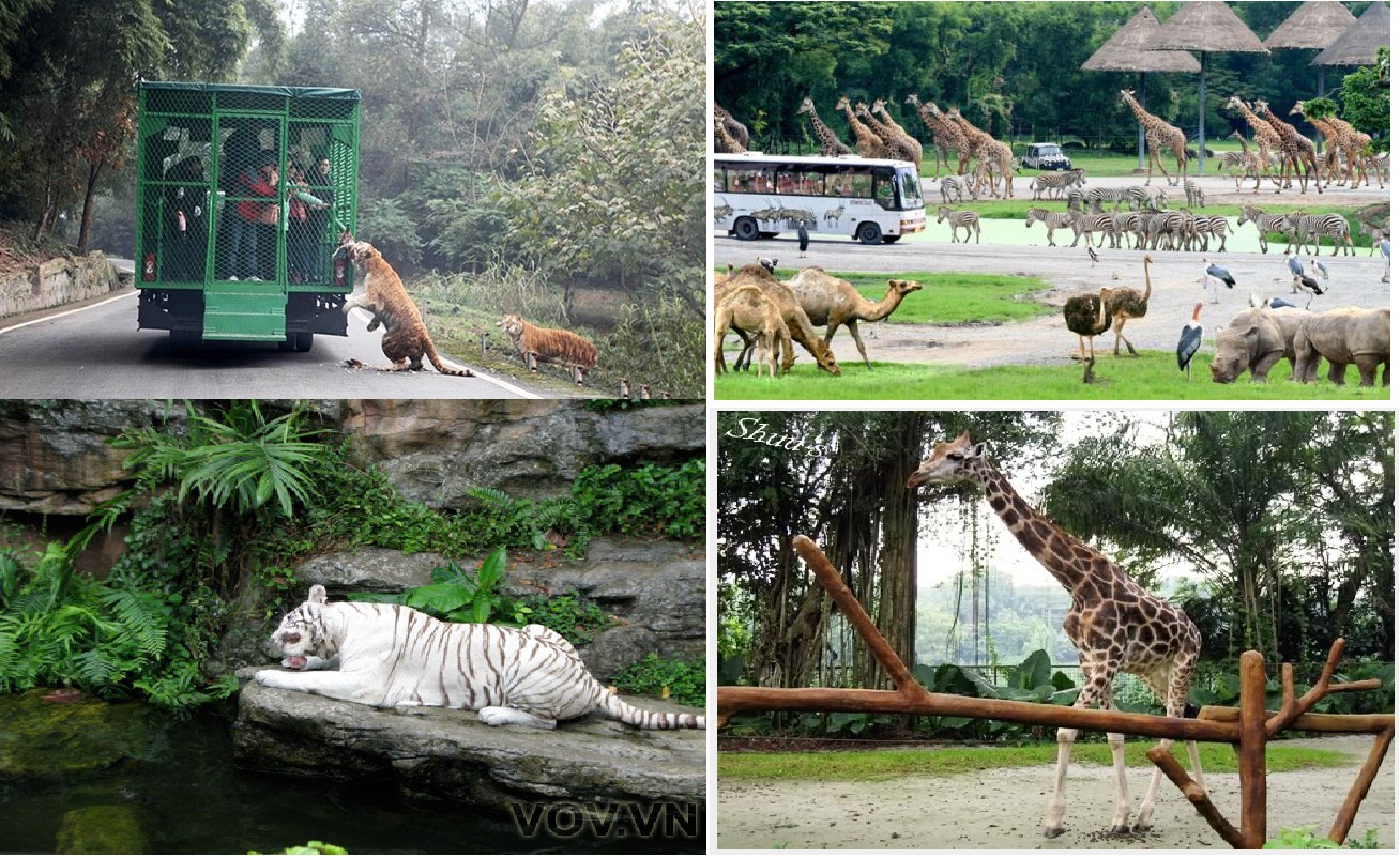 Vườn thú Safari Phú Quốc