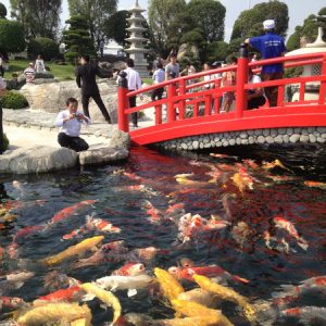 Công viên Cá Koi Rin Rin Park