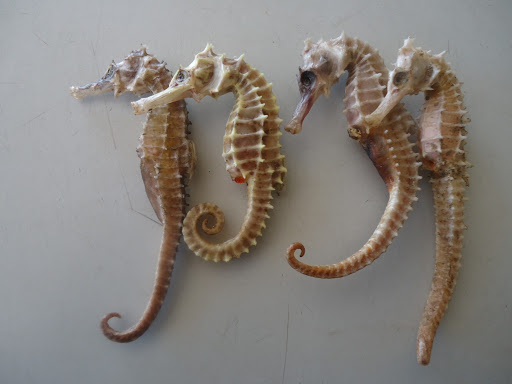 Đặc sản cá ngựa khô